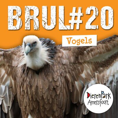 Spannende vogelverhalen: grote gieren en prachtige pelikanen in Snavelrijk | BRUL #20