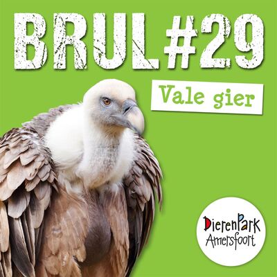 Van dierentuin naar het wild: de spannende reis van een vale gier! 🦅 | BRUL #29