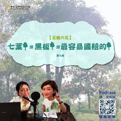 七葉樹=黑板樹=最容易國賠的樹