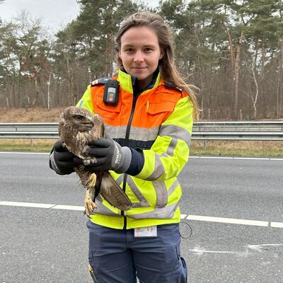 #3 - Roofvogel in nood gered op de snelweg