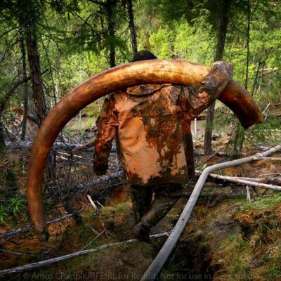 A Mammoth Problem
