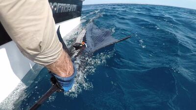Tinny Podcast #779: Dongin' the 'bong. Tagged Gulf billfish heads to Indo...but where are the rest?