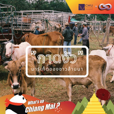 What's up Chiang Mai? 64: กาดงัว มาร์เก็ตของชาวล้านนา