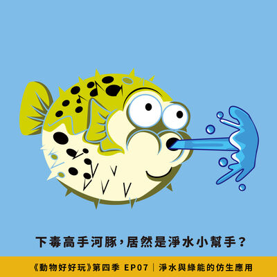 學河豚找到淨水絕招？模仿黑暗甲蟲，「瓦爾卡塔」不用電也能聰明集水！【焦傳金｜動物好好玩S4EP7】