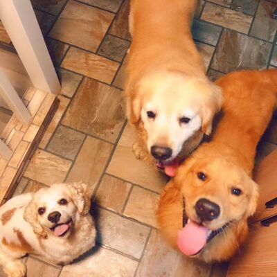 S2E5 信：相信汪星球一定没有病痛