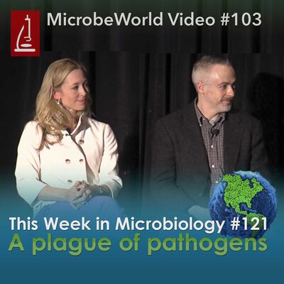 MWV 103: A plague of pathogens - TWiM #121 Live at ASM Biodefense