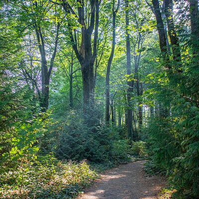 Ep. 31 - How Forests Can Help Stop Climate Change