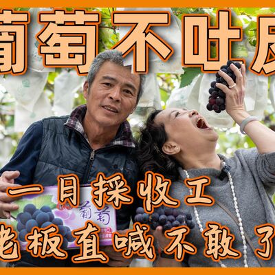 大媽不採葡萄吃葡萄不吐皮 春得果園 江明聰 #大媽老司機 EP103