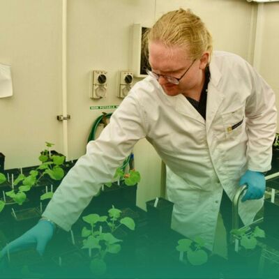 How researchers are developing sclerotinia stem rot resistant canola