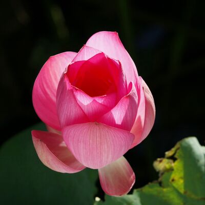 我今見聞得受持，願解如來真實義。