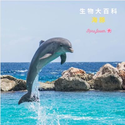 生物大百科：海豚🐬皮膚特性跟造船有關？海豚神話傳說