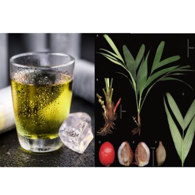 科學亂講 萬能牛磺酸 vs 地底開花結果的新種棕櫚