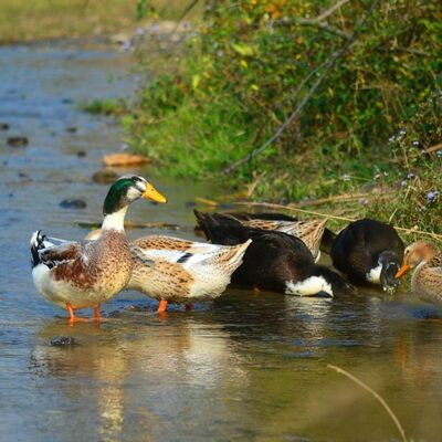 288: High Quackuracy