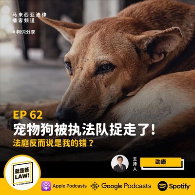 62 宠物狗被执法队捉走了！申请宠物执照，保障宠物安全