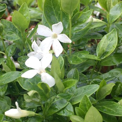 Vinca minor - maagdenpalm 
