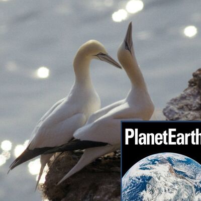 Future-proofing forests, noisy gannets, Antarctica - Planet Earth Podcast - 12.10.03