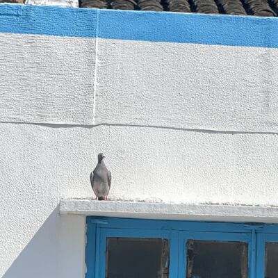 E226 Basic Goodness：因为你是人类