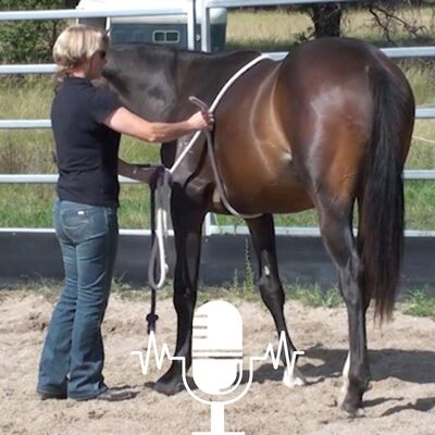 Cold-Backed and 1st Saddlings