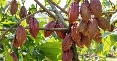 Cacao batte bitcoin nel 2024: cioccolato e nuove tendenze - Gioielli e nuove contaminazioni
