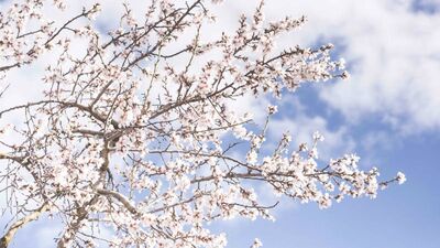 Born Again to Hope-Filled Humility