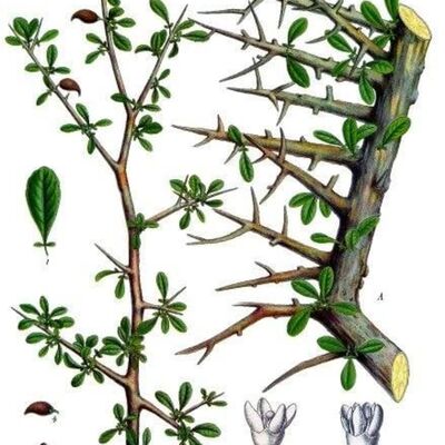 英國SP台灣 聊聊中醫與純質精油