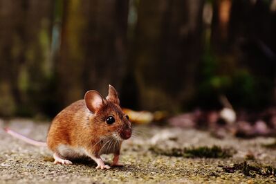 Squeaky, The Mouse That Learned to Fly - Bat-Mouse Part 1