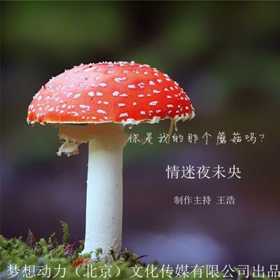 情迷夜未央-你是我的那个蘑菇