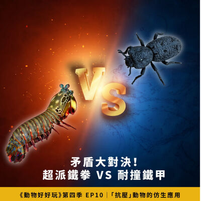 地表最硬的昆蟲，車輾也不死？迷你螳螂蝦，一拳碎玻璃！「抗壓」動物的仿生應用【焦傳金｜動物好好玩S4EP10】