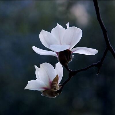 如何判断自己是【焦虑症】还是【美尼尔综合症】