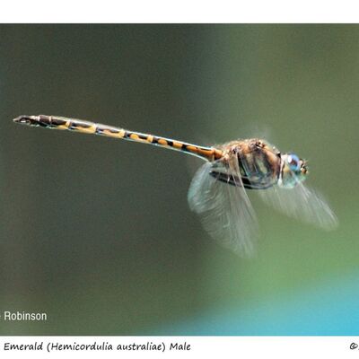 What Is the Fastest Insect in the World?