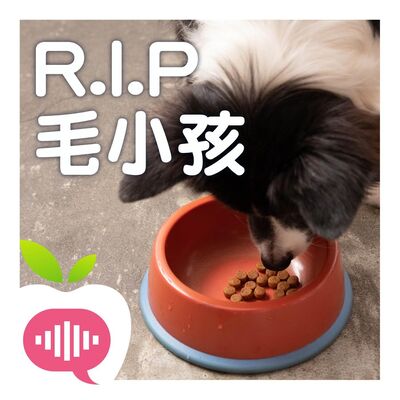 毛孩離世飼主悲痛放不下　寵物送行者的安慰