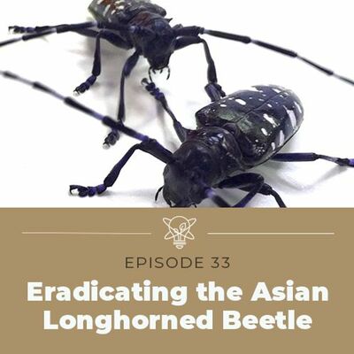 Eradicating the Asian Longhorned Beetle