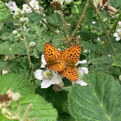 Planeta vivo - Extinción de las mariposas - 28/05/25