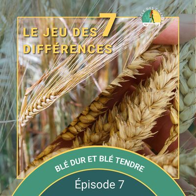 [Le jeu des 7 différences] - Blé dur et blé tendre