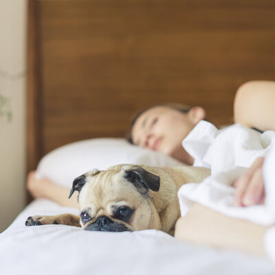 Dormir avec son animal de compagnie  est-il une bonne idée ?