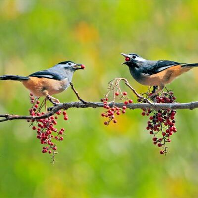 Do Animals Have Eating Contests?