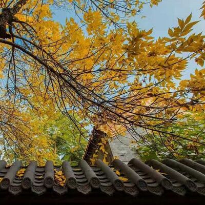 走出抑郁的关键：三大成功定律之【金蝉定律】