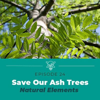 Saving Our Ash Trees (Natural Elements)
