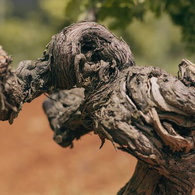 Australian Grenache: The history, evolution and revolution