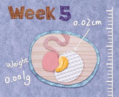 孕五周胎教重点