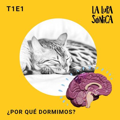 ¿Por qué dormimos?