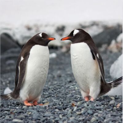 生物大百科：企鵝🐧 走路為什麼搖搖晃晃? 企鵝看起來沒脖子?!