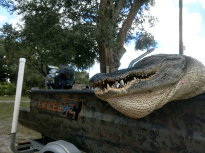 Hooking Gators In Florida! Glade Harris From BPS Is On The X
