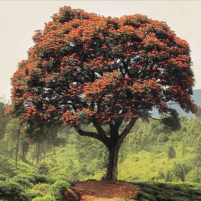 14、宋老师精讲文言文（二）《狼》