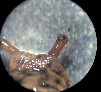 The Kid Vinyl Podcast - Episode 16