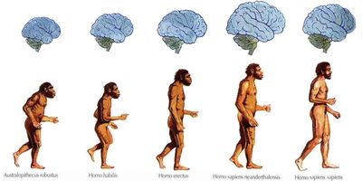 Master Class con Xurxo Mariño: La evolución del cerebro en los seres humanos