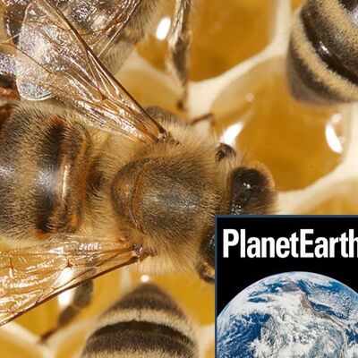 Bees and sex, acid rain's legacy, cold water corals - Planet Earth Podcast - 12.08.14
