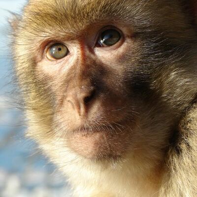 Por qué es crucial impedir una extinción masiva de primates