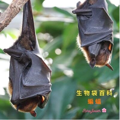 生物大百科：蝙蝠🦇為什麼要倒掛呢？蝙蝠倒掛會頭暈嗎？