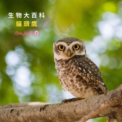 生物大百科：貓頭鷹🦉羽毛有消音器功能,可聽到20公尺外小老鼠走路的聲音？！
